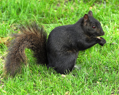 Black Squirrel