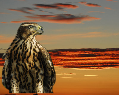 Goss hawk in sky