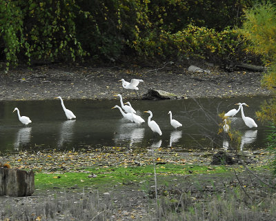 many egrets 2.jpg