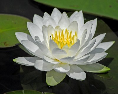 Water Lily,Thorofare Canal