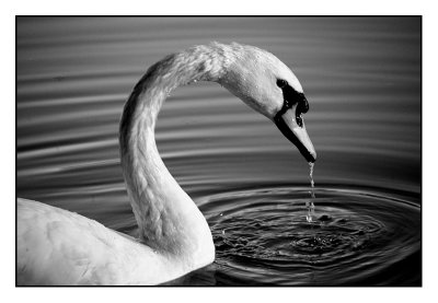 Stanley Park Swan - Vancouver