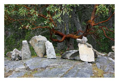 Arbutus and Moon Circle