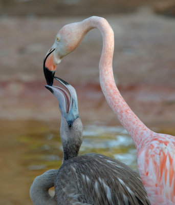 Flamencos