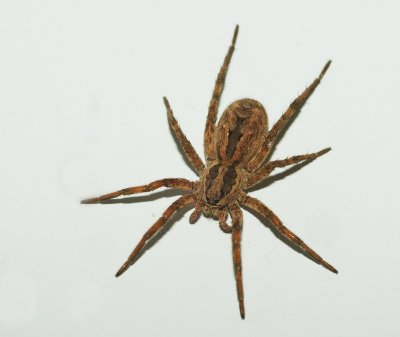 Lycosa