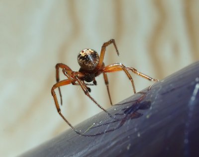 Aracnido
