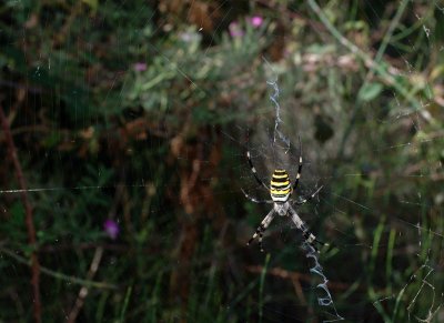 Argiope Bruennichi Hembra