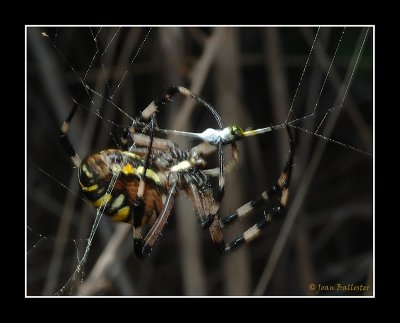 Argiope Bruennichi Hembra