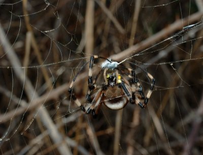 Argiope Bruennichi Hembra