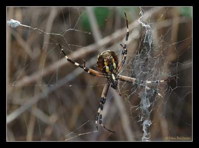 Argiope Bruennichi Hembra