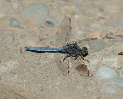 Libelula