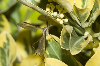 Tipula