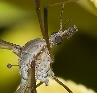 Detalle de tipula