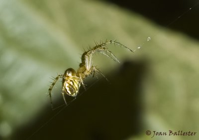 Aracnido