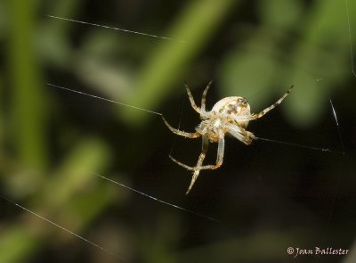 Aracnido