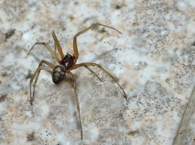 Aracnido
