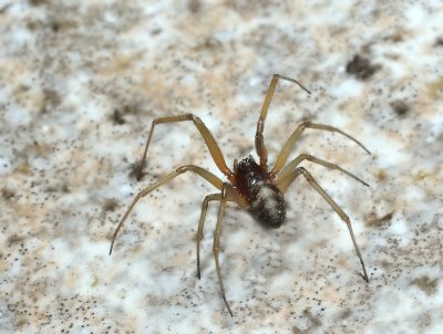 Aracnido