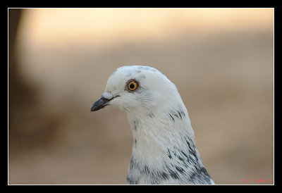 Paloma