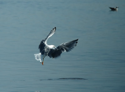 Gaviota