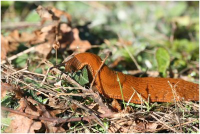 limace rouge - red slug.JPG