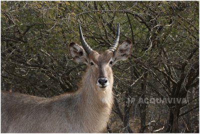 cobe a croissant -  waterbuck 2.jpg