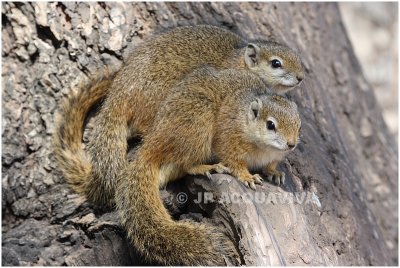 ecureuil  - squirrel 3.jpg