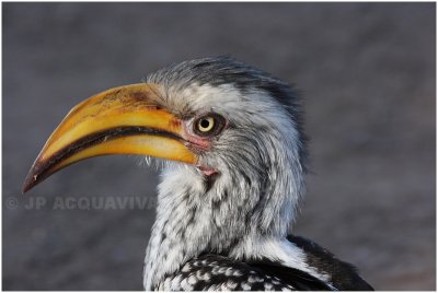 calao bec jaune - yellowbilled hornbill.jpg