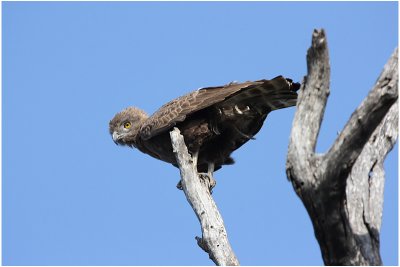 circate brun     -       brown snake eagle.jpg