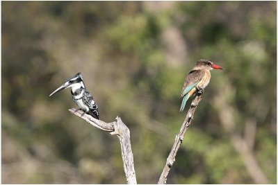 martin double - pied & brown headed kingfishers