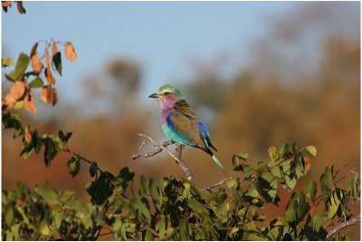 rollier a longs brins - lilac-breasted roller