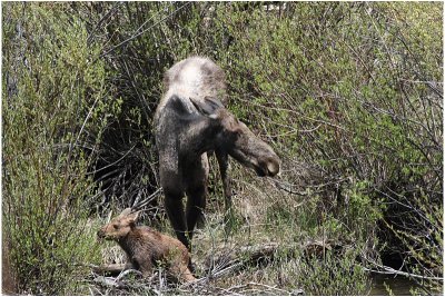 elan et petit           moose cow and baby.JPG