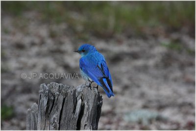 merlebleu    -        mountain bluebird.JPG