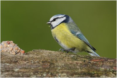 msange bleue - blue tit 2.JPG