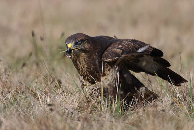 buse variable - common buzzard