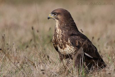 buse variable - common buzzard