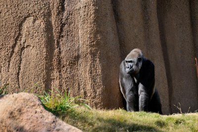 Gorilla 2.jpg