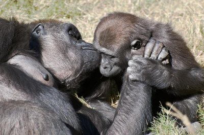 Mom & baby gorillas.jpg