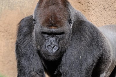 gorilla.jpg