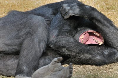 Gorillas - LA Zoo