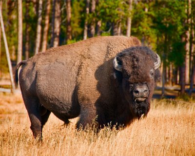 A calm bison