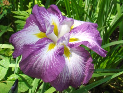 Beautiful Iris
