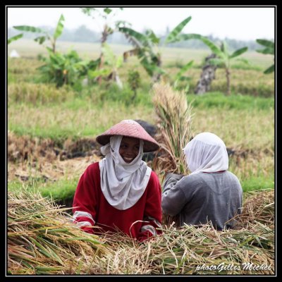 Ricefields in BALI