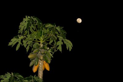 full moon papayas