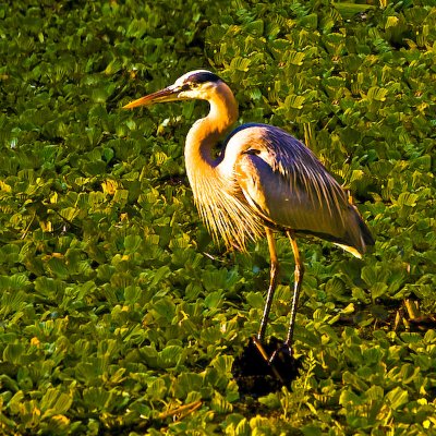 Great Blue Heron