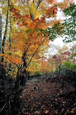 Fall Colors For  2009