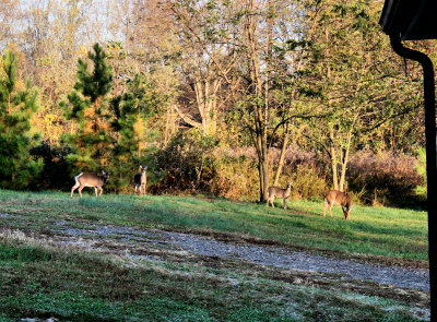 Some pictures I made of sum Deer going to the Car 11/7/09