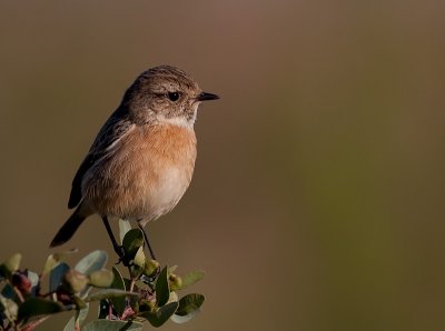 Stonechat  (female)