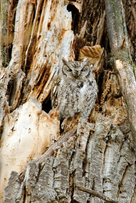 Western Screech Owl