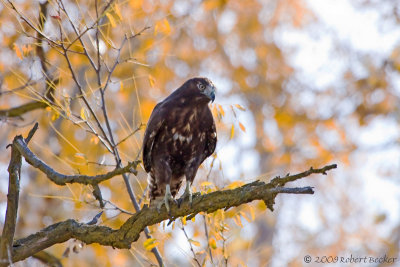 Harlans Red Tailed Hawk