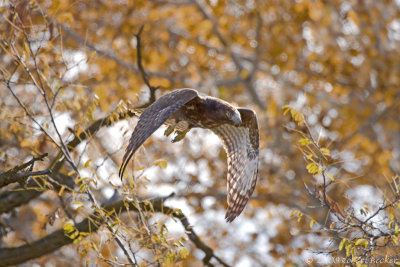 Harlans Red Tailed Hawk