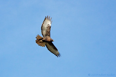 Red Tailed Hawk